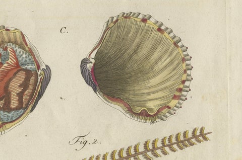 Original Antique Natural History Print of Shipworm and Sea Pen by Bertuch, 1800, close-up 5