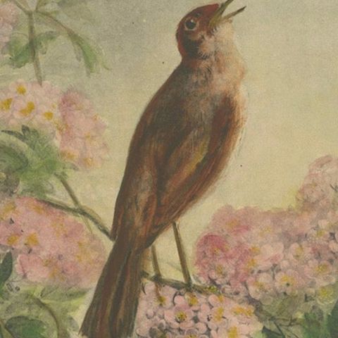 The Nightingale's Song - Giacomelli’s Floral and Avian Art, Circa 1891, close-up 6