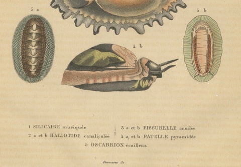 Marine Mollusk Diversity: Sponges, Abalones, Limpets, and Chitons, 1845, close-up 1