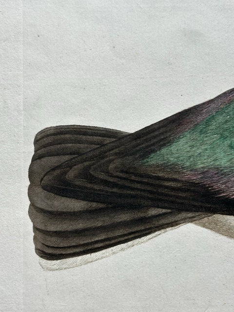 Northern Lapwing Print, Tringa Vanellus Vulgaris by Nozeman and Sepp, 1770, view 10
