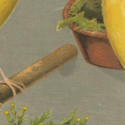 Antique Bird Print of the Manchester or Lancashire Coppies, circa 1880, close-up 2