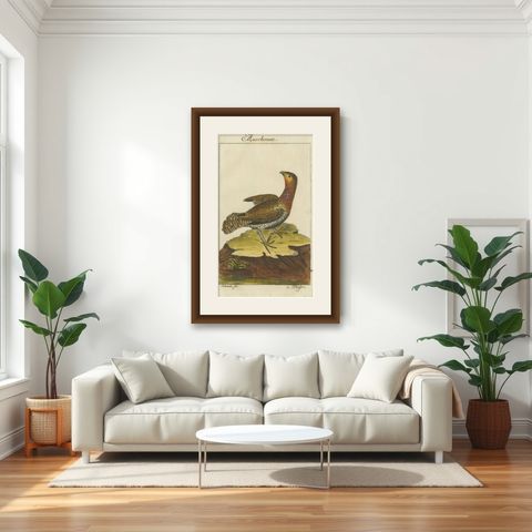 Antique Bird Print of a Western Capercaillie or Wood Grouse Hen, shown framed in a room