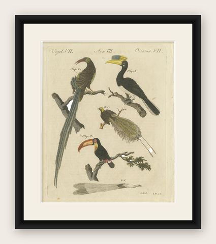 Original Antique Print of Toucan, Hornbill and Birds of Paradise, 1790, shown framed