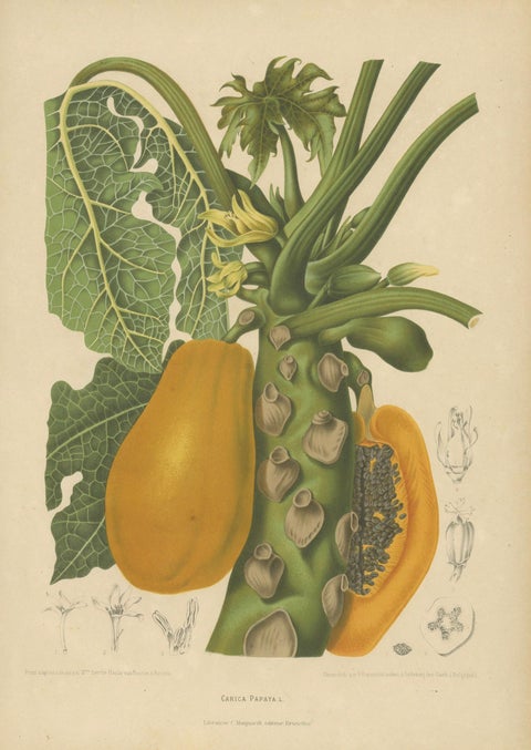 Antique Papaya Botanical Chromolithograph by Hoola van Nooten, c. 1880, close-up 1