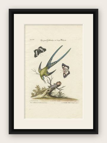 Long-Tailed Green Hummingbird Engraving by J.M. Seligmann after Edwards, ca.1770, shown framed