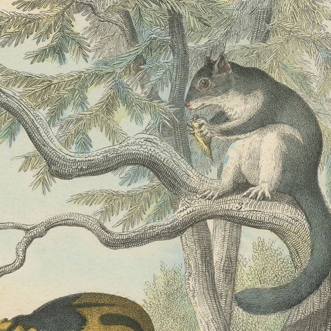 Antique Beaver and Red Squirrel Print with Hamster and Guinea Pig, circa 1890, close-up 6