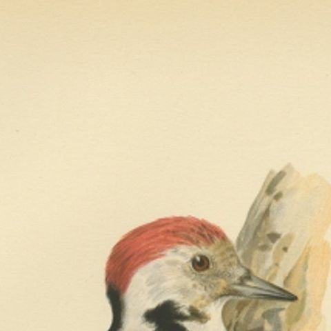 Antique Bird Print of the Male Middle Spotted Woodpecker by Von Wright, 1927, close-up 1