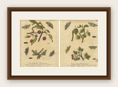Antique English Moths on Fruit and Hedgerow Shrubs, Albin Entomology 1720, shown framed