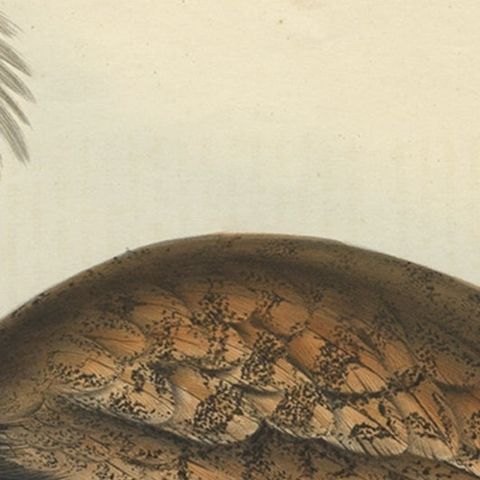 Antique Hand-Coloured Bird Print of the Ruffed Bustard, 1832, close-up 1