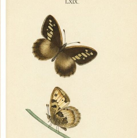 Cabinet-Size British Butterfly Engravings by Jardine & Lizars, 1835, close-up 1