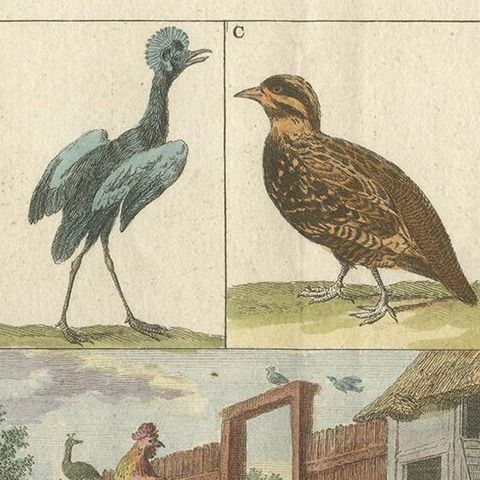 Antique Bird Print of an Ostrich, Toucan, Pelican and Other Birds, 1808, close-up 1
