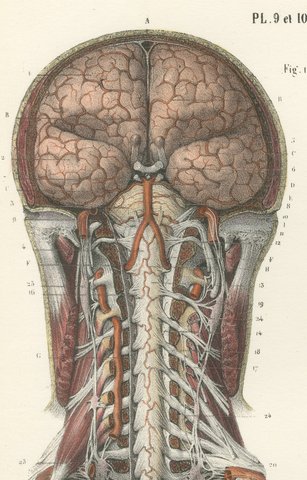 Brain and Spinal Cord with the Spinal Nerves, Hirschfeld Folding Plate, 1866, view 3