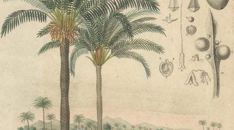 Antique Cycad Botanical Print, Copper Engraving, c.1831, Hand Colored, close-up 3