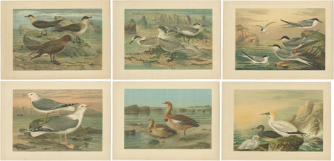 Lithographs of European Seabirds, Gulls, Terns, Skuas, Geese and Gannets, 1890, view 2