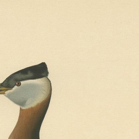 Antique Bird Print of the Red-Necked Grebe by Von Wright '1929', close-up 1