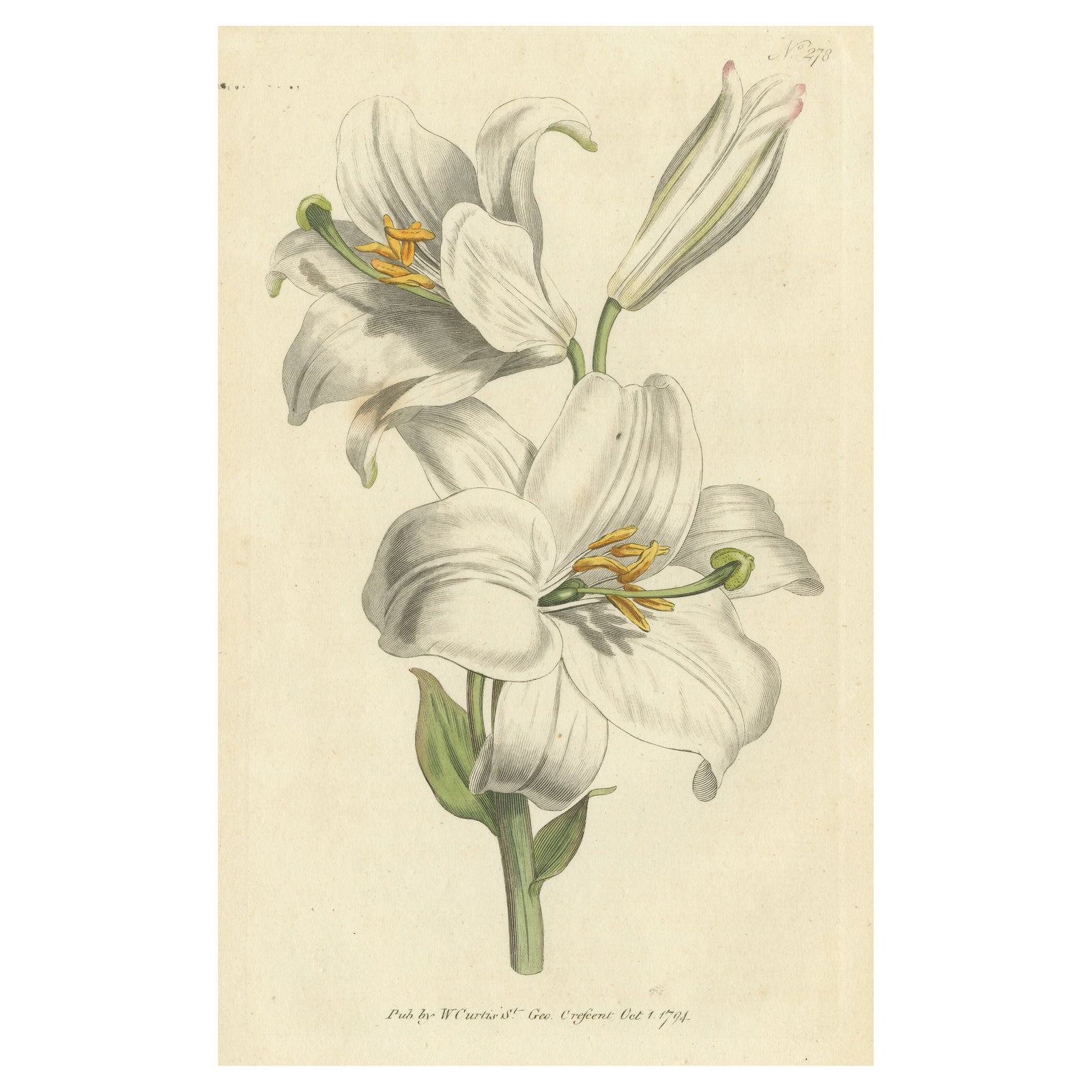 Antique Botany Print of Litium Candidum or White Lily