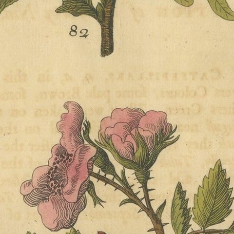 English Moths and Caterpillars on Oak and Rose, Antique Insect Engraving, 1720, close-up 2