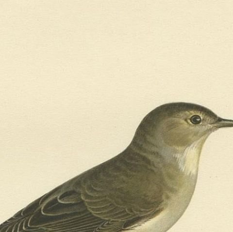 Beautiful Coloured Antique Bird Print of the Garden Warbler, 1927, close-up 1
