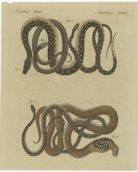 Hand-colored EngravingS of Five various Snakes, incl Dahl's Whip Snake, ca.1800, view 2