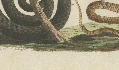 Black Snake with Hummingbird, Antique Bertuch Print, Vienna, circa 1805, close-up 2