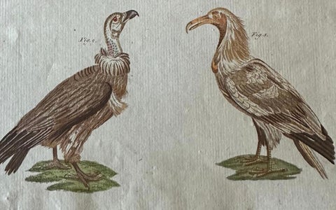 Original Antique Bird Print of African and Asian Vultures, c.1800, close-up 1