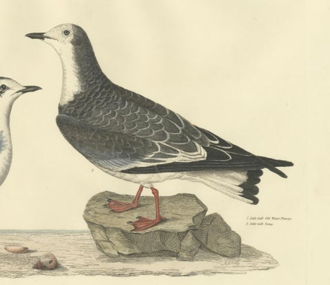 Original Handcolored Engraving of The Little Gull by Selby, 1826, close-up 2