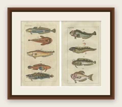 Set of 2 Antique Fish Prints - Viviparus - Oyster Toadfish - Tusk Fish, shown framed