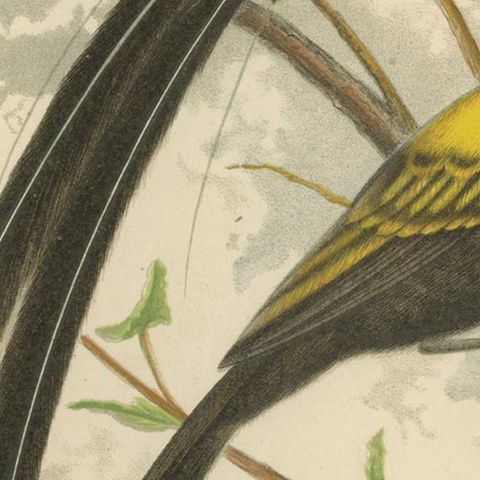 Antique Bird Print of Pale-Headed Rosella and Rosella Parrakeet, 'circa 1880', close-up 2