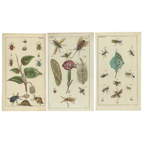 Antique Insect Prints: Small Vibrant Engravings of Bugs, Leaves & Flowers, 1832