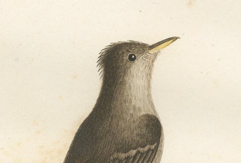 Large Antique Bird Print of an Eastern Wood Pewee, close-up 1