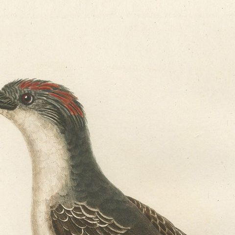 1807 Gray Kingbird Print - 'Le Tyran Gris' Antique Ornithological Illustration, close-up 3