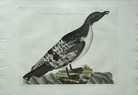 Manx Shearwater, Antique Seabird Engraving by Nozeman & Sepp, 1809, view 2