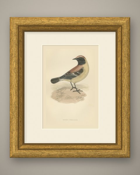 Desert Wheatear Looking Back on Sand, Hand Colored Bird Print, 1896, shown framed