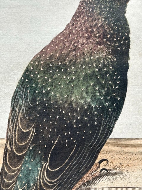 Antique Bird Print, Starling & White-throated Dipper by Nozeman & Sepp, 1770, view 8