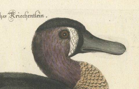 Hand-Colored Engraving of the American Variegated Teal by Seligmann, ca.1770, close-up 1