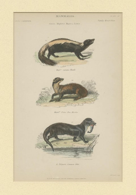 Pl. 10 Antique Print of a Skunk, Martin and Otter by Richardson 'circa 1860', view 3