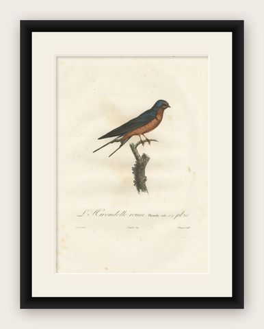 1807 Red-Breasted Swallow Illustration - Original Handcolored Antique Bird Print, shown framed