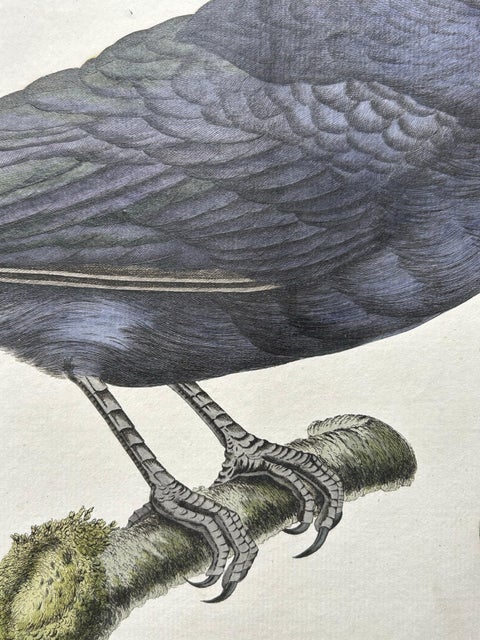 Carrion Crow with Eggs, Hand-Coloured Engraving from Nozeman, 1797, view 8