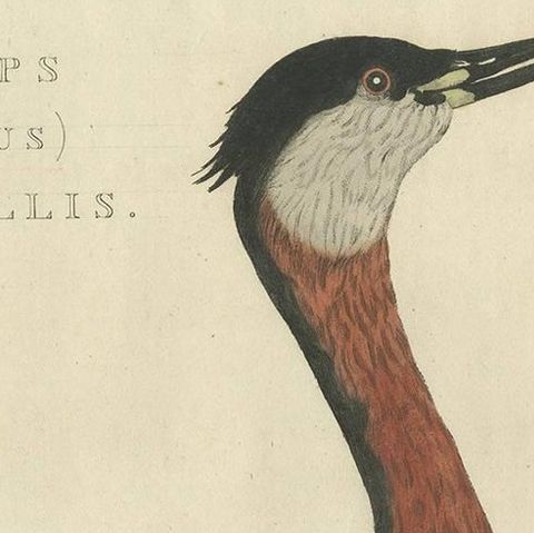 Antique Bird Print of the Red-Necked Grebe by Sepp & Nozeman, 1829, close-up 1