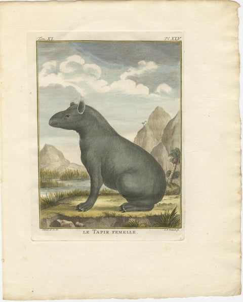 Rare 1769 Tapir Trio, Original Hand-Coloured Buffon Engravings, view 4