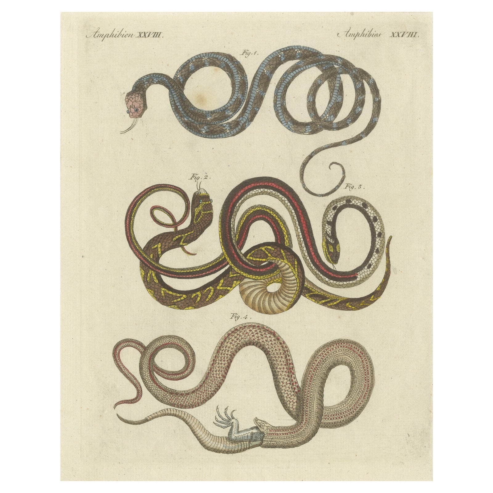 Antique Print of various Snakes including the Buff Striped Keelback Snake, 1800