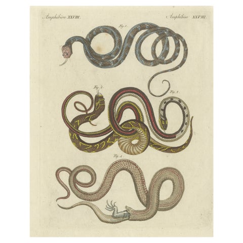 Antique Print of various Snakes including the Buff Striped Keelback Snake, 1800