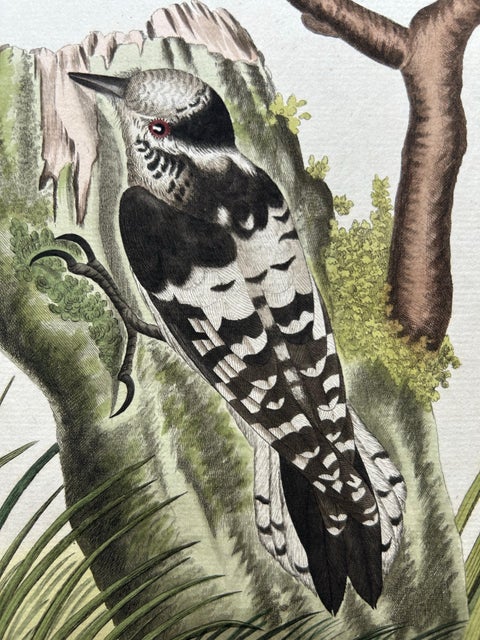 Lesser Spotted Woodpecker, Picus Varius Minor, c.1809, view 4