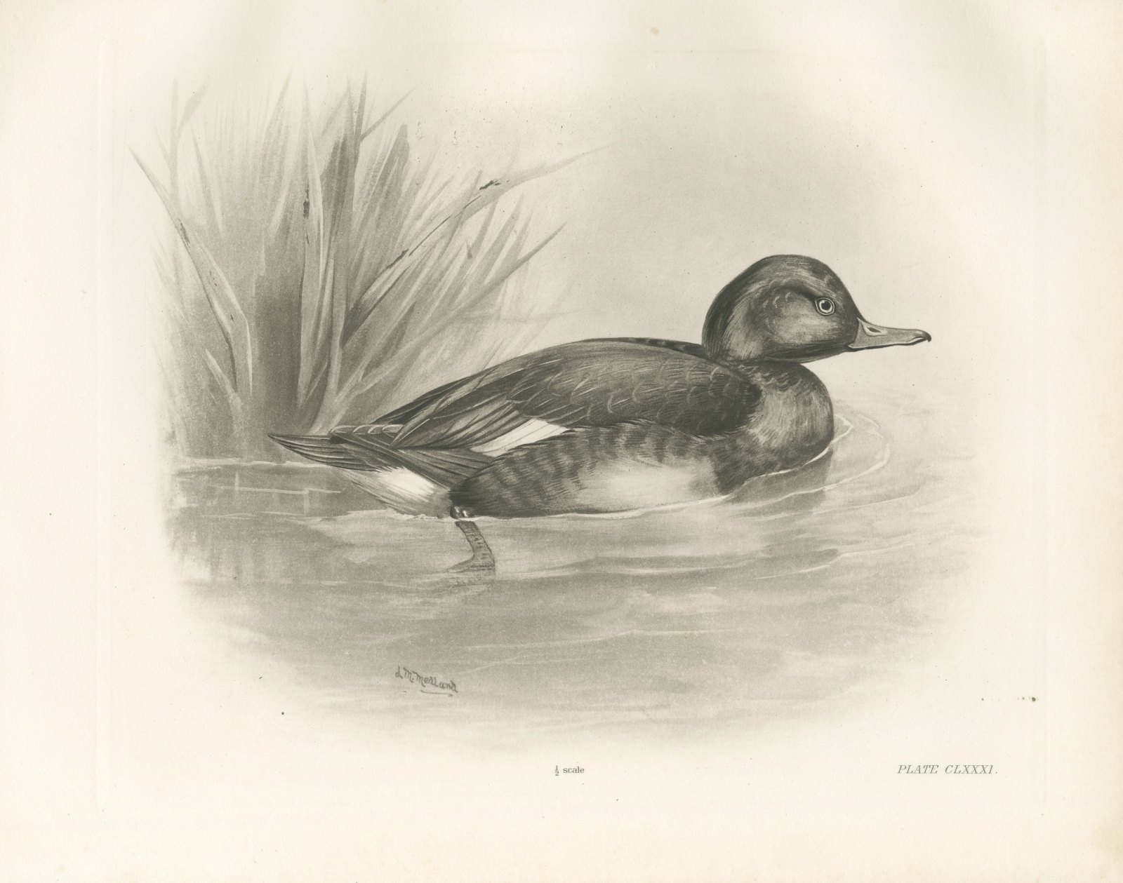 Ferruginous Duck Drake among Reeds, Plate CLXXXI after Lilian Medland, c. 1909