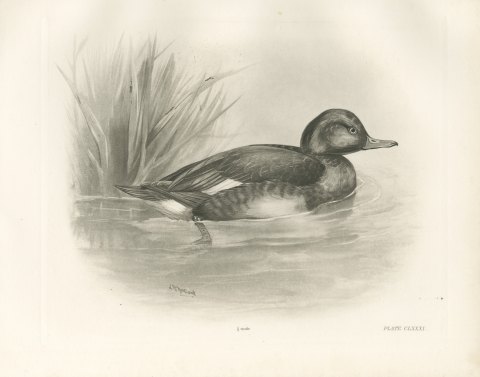 Ferruginous Duck Drake among Reeds, Plate CLXXXI after Lilian Medland, c. 1909