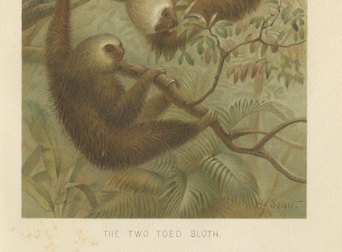 Two-Toed Sloth, Antique Natural History Chromolithograph, 1894, close-up 5