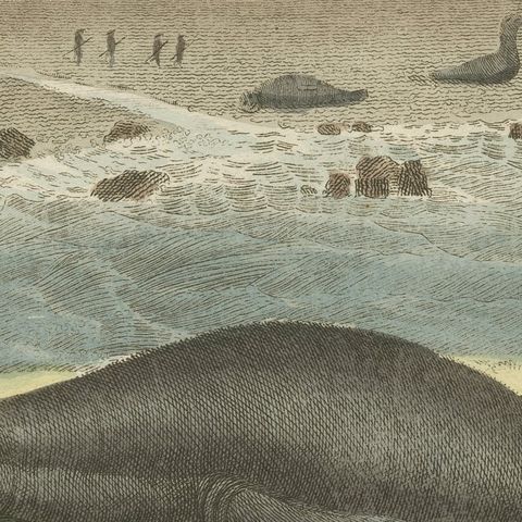 Elephant Seals on a Rocky Shore, Antique Bertuch Print, Vienna, circa 1809, close-up 3