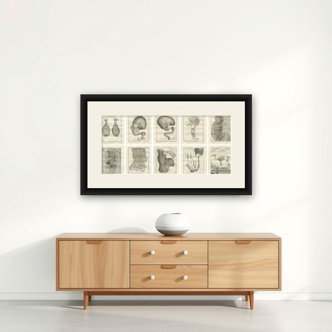 Complete Set of 10 Camel Anatomy Engravings, Buffon Scientific Plates 1769, shown framed on a wall