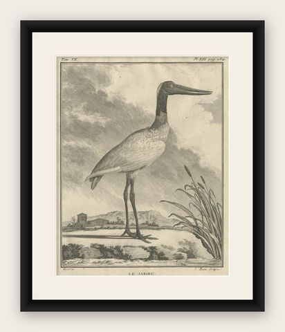 Original Copper Engraving of a Bird Print of the Jabiru Stork Bird, 1795, shown framed