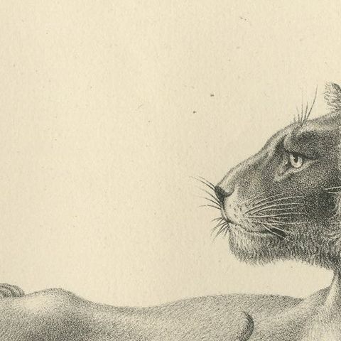 Original Antique Print of a Lioness and Her Cubs, close-up 1